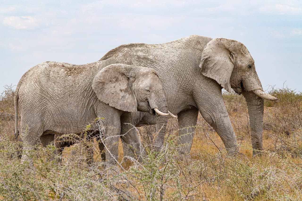 Paysage de Cote d'Ivoire